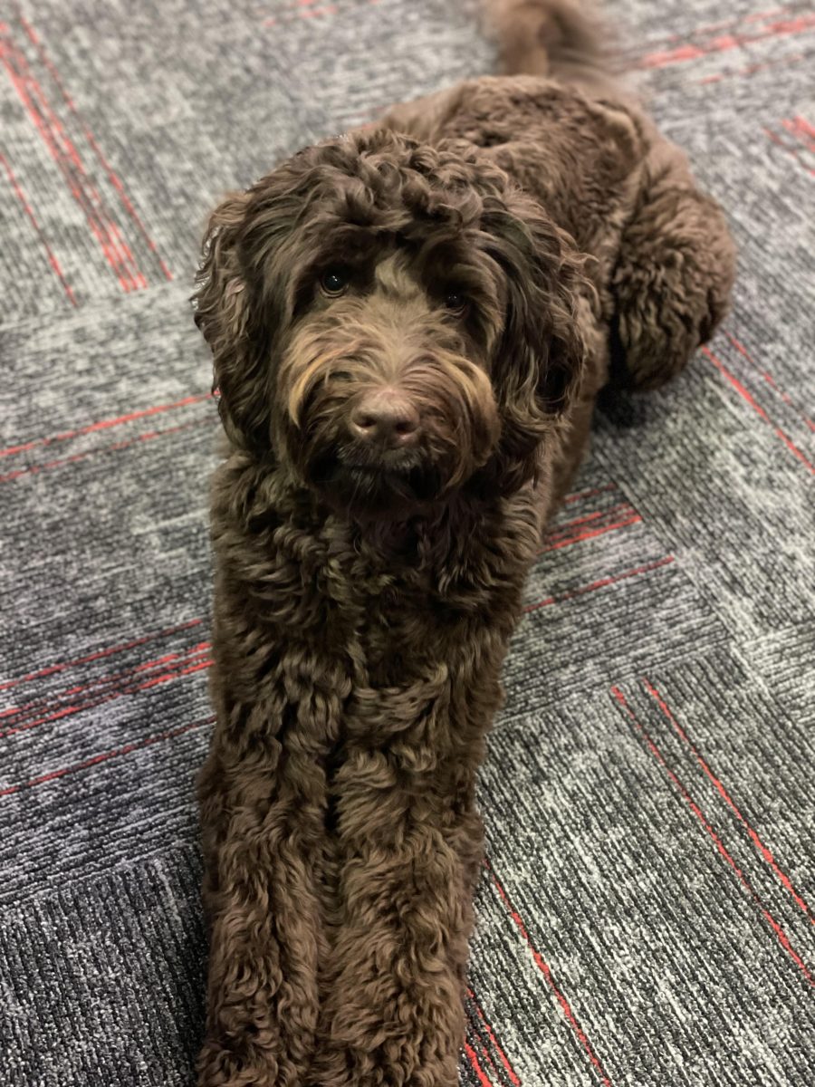 Meet Jasper, our School Therapy Dog